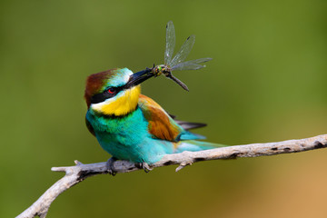 The European Bee-eaters, Merops apiaster is sitting and showing off on a nice branch, has some insect in its beak, during mating season, nice colorful background and soft golden light