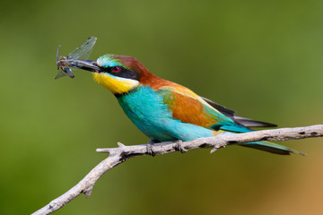 The European Bee-eaters, Merops apiaster is sitting and showing off on a nice branch, has some insect in its beak, during mating season, nice colorful background and soft golden light