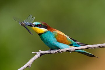 The European Bee-eaters, Merops apiaster is sitting and showing off on a nice branch, has some insect in its beak, during mating season, nice colorful background and soft golden light