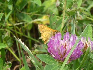 brown moth is sitting on a blossom of a clover