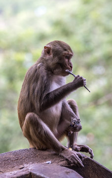 Myanmar, Mandalay area, macaque on Mount Popa buddhist site