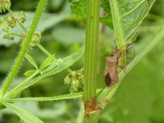 a bug is sitting on a leaf