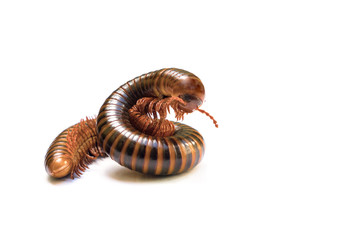Brown millipede, millipede coiled isolated on white background. Selective focus and space for texts