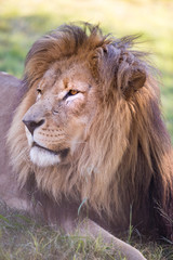 Lion resting on the ground. Close up of a male lions head.