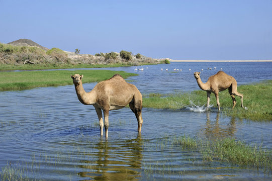 Sultanate of OMAN, DHOFAR, 2 camels are standing in the water of a laguna nearby MIRBAT