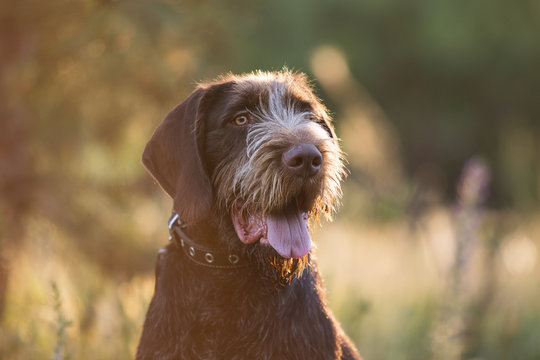 beautiful portrait of drahhaar dog in fieldagainst the light