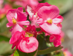 Blossoms of begonia semperflorens from close-up
