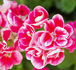 Blossom of pink pelargonium from close-up