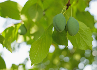 Two ripening plums on the tree