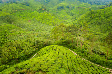 Cameron Highlands Boh tea plantation