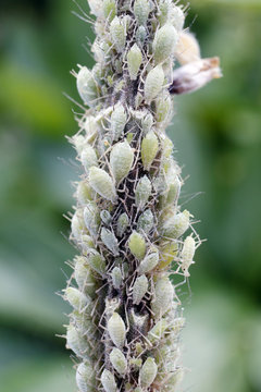 Seine et Marne. Private garden. Aphids agglutinated on a lupine stem.