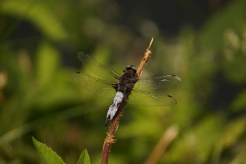 Une libellule au soleil - Vue de face