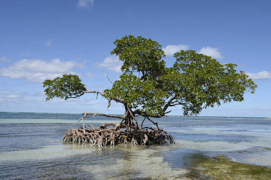 Cuba, Pinar del rio area, a mangrove tree , Avicennia marina, is growing in the sea