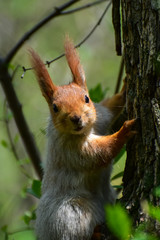 A beautiful squirrel sitting on a tree branch in a spring forest. Close-up of a rodent.