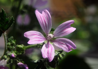 purple flower of mallow herb close up