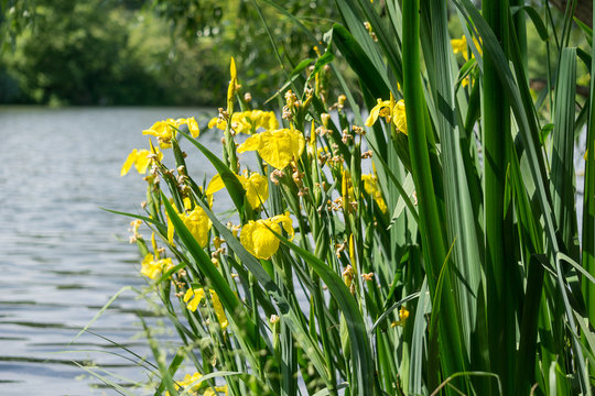 Fototapeta yellow marsh iris (iris pseudacorus), water-iris