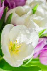 Fototapeta na wymiar white and purple blooming tulips. floral background