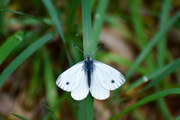 Beautiful butterflies in the garden (spring, summer)