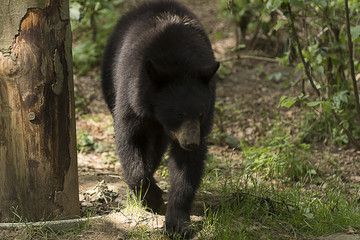 Schwarzbär