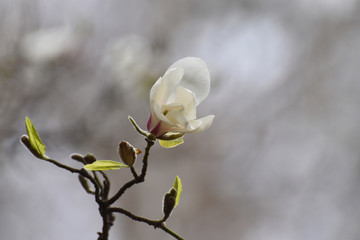 Blooming magnolia in the spring garden