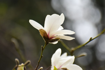 Blooming magnolia in the spring garden