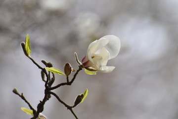 Blooming magnolia in the spring garden