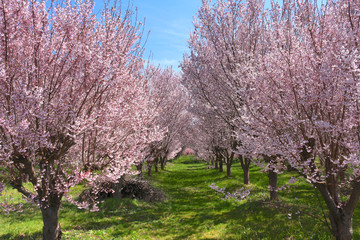 花木団地の桜（福島県・郡山市）