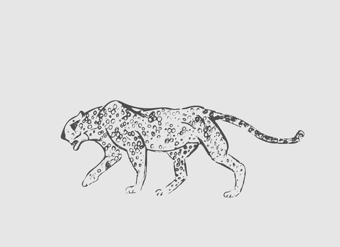 Cheetah. Hand drawn ink sketch. Horizontal drawing. Vector engraving. Predator line art. Black line illustration isolated on light gray background.
