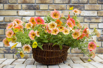 Fototapeta na wymiar basket with petunias (Petunia hybrida) flowers