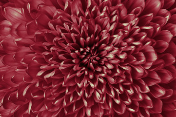 Chrysanthemum carmine flower closeup. Macro. It can be used in website design and printing. Also good for designers.