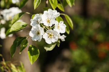 pear blossom on young branches