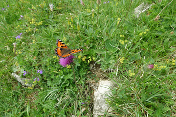 Schmetterling „Kleiner Fuchs" in Blumenwiese