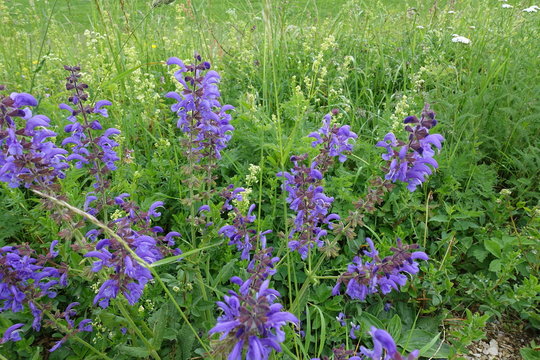 Wilder Salbei in Blumenwiese