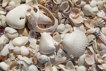 Beach Sea Shells 