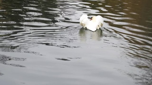 Mute Swan said most beautiful Regal bird because it effectively reveals fether and crucially swims. But its just aggressive posture, and misconception comes from medieval bestiary
