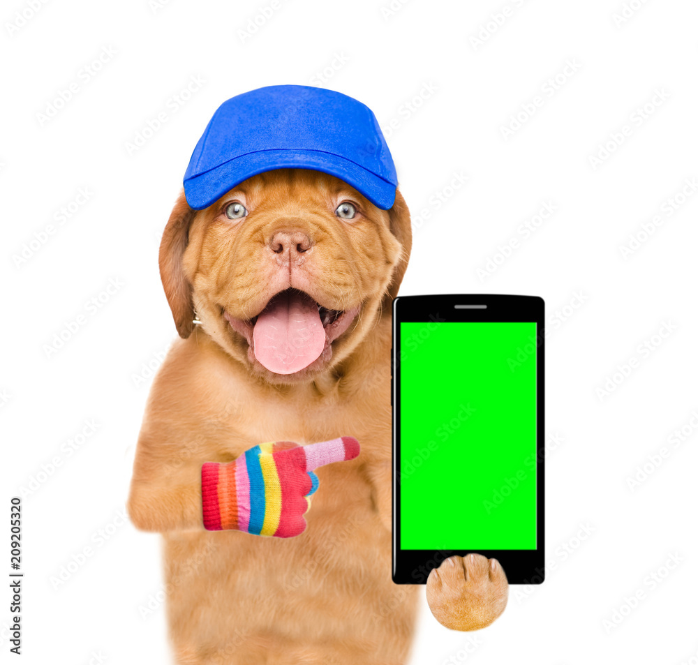 Poster puppy in blue cap is pointing to the smartphone in their paws. isolated on white background