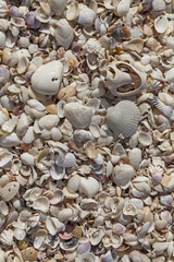 Beach Sea Shells 