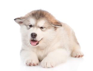 Portrait of a alaskan malamute puppy lying in front view. isolated on white background