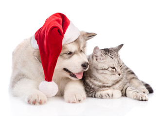 Alaskan malamute puppy in red christmas hat lying with tabby cat . isolated on white background