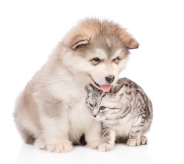 Obraz premium tender cat and puppy sitting together. isolated on white background