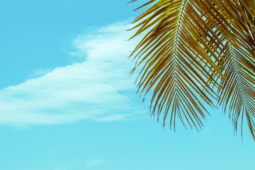 Fototapeta premium summer sky