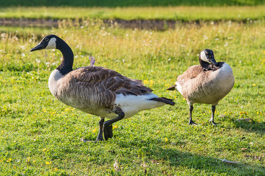 Adult Goose in green grass. 