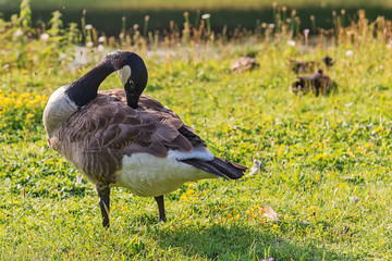 Adult Goose in green grass. 