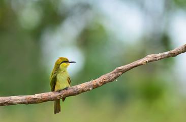 Merops orientalis or Green Bee - eater / little green bee-eater on the branch.