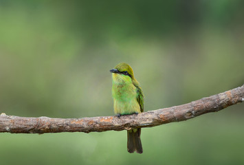 Merops orientalis or Green Bee - eater / little green bee-eater on the branch.