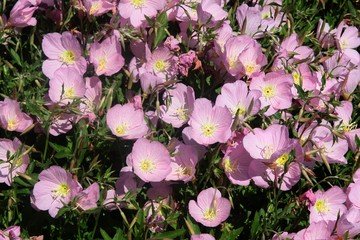 pink flowers of Oenothera soeciosa plant