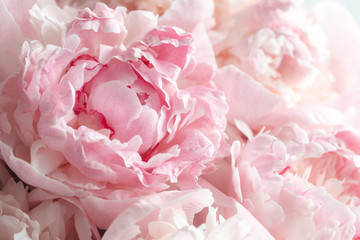 Fluffy pink peonies flowers background - obrazy, fototapety, plakaty