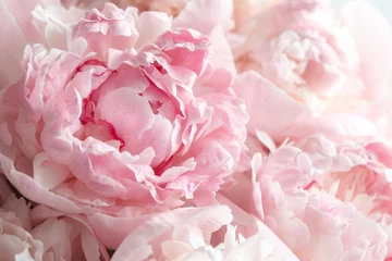 Rollo Pfingstrosen Fluffy pink peonies flowers background
