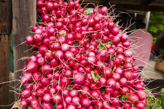 Organic Farm Grown Non GMO Radishes from the Farmers Market in Vermont.