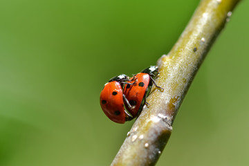 The red dot. Ladybug on green foliage.